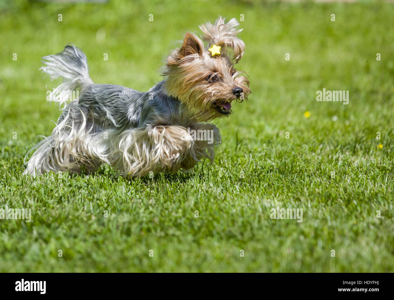 Running Yorkshire terrier Stock Photo Alamy