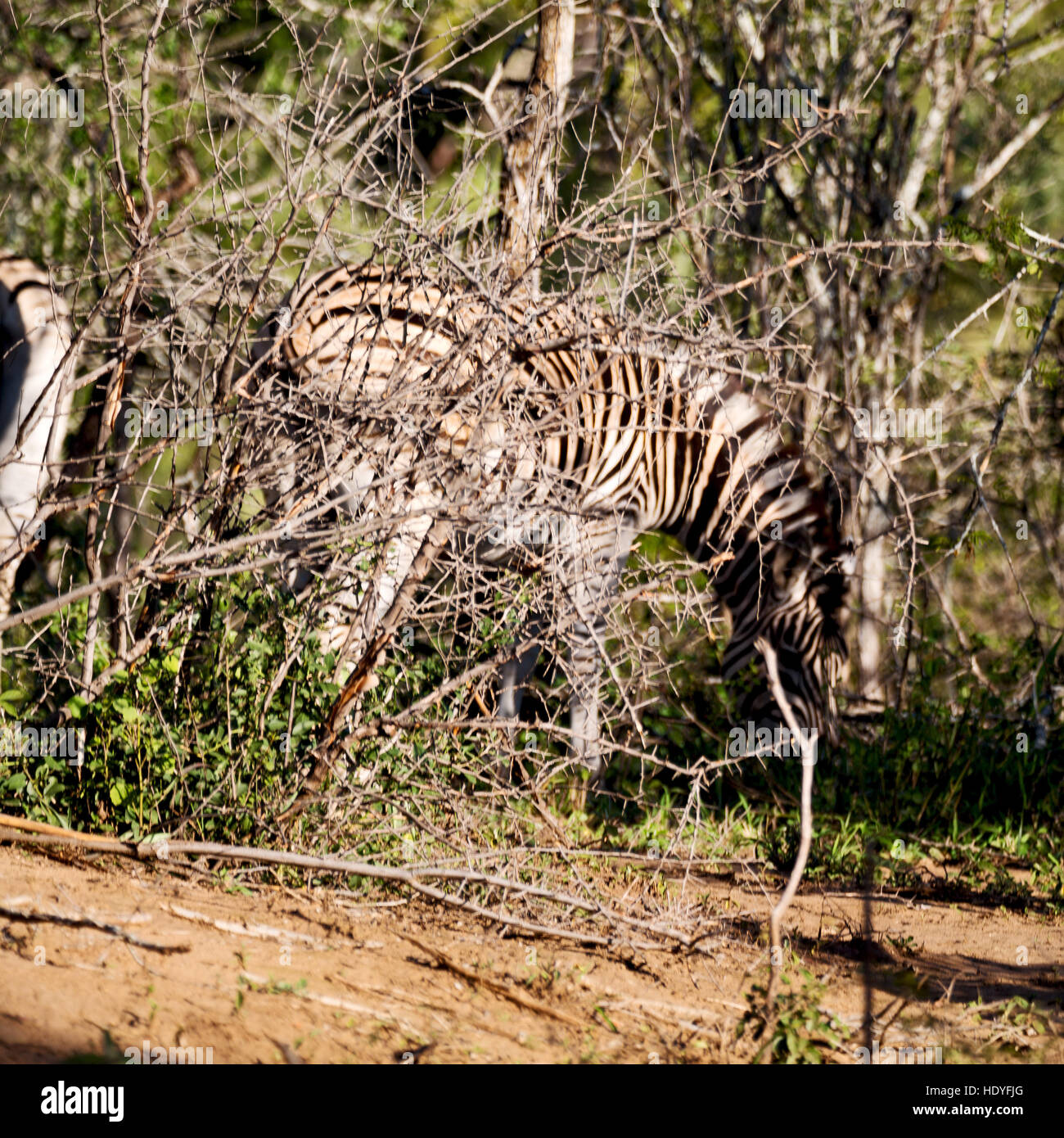 blur in south africa mlilwane wildlife nature reserve and wild zebra Stock Photo Alamy