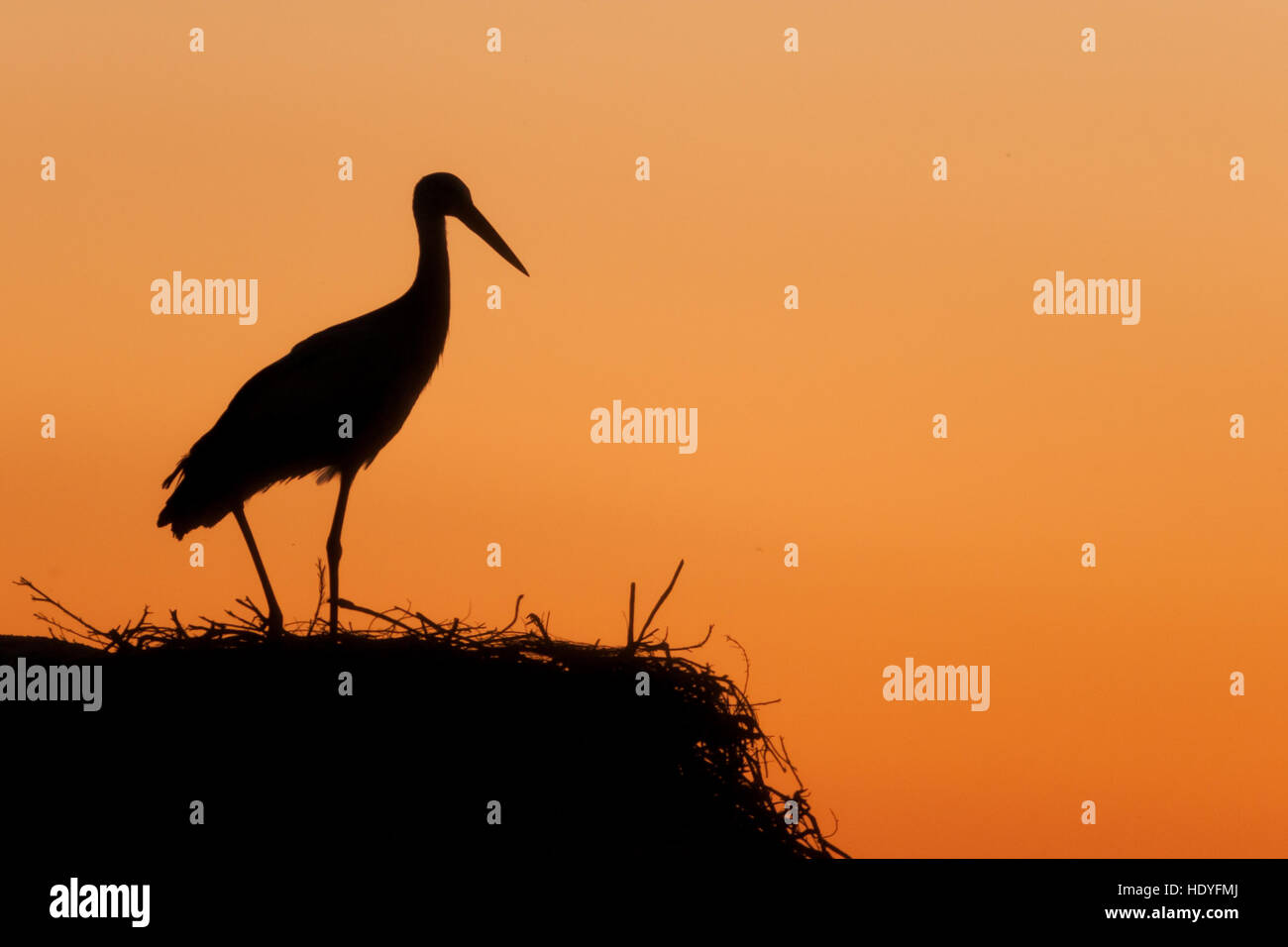 Silhouette of a stork in the nest with a nice orange sky background Stock Photo