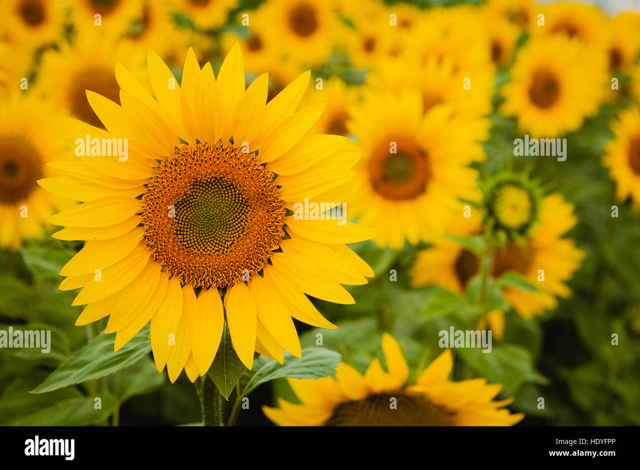 Pretty yellow sunflowers open and looking at the sun Stock Photo - Alamy