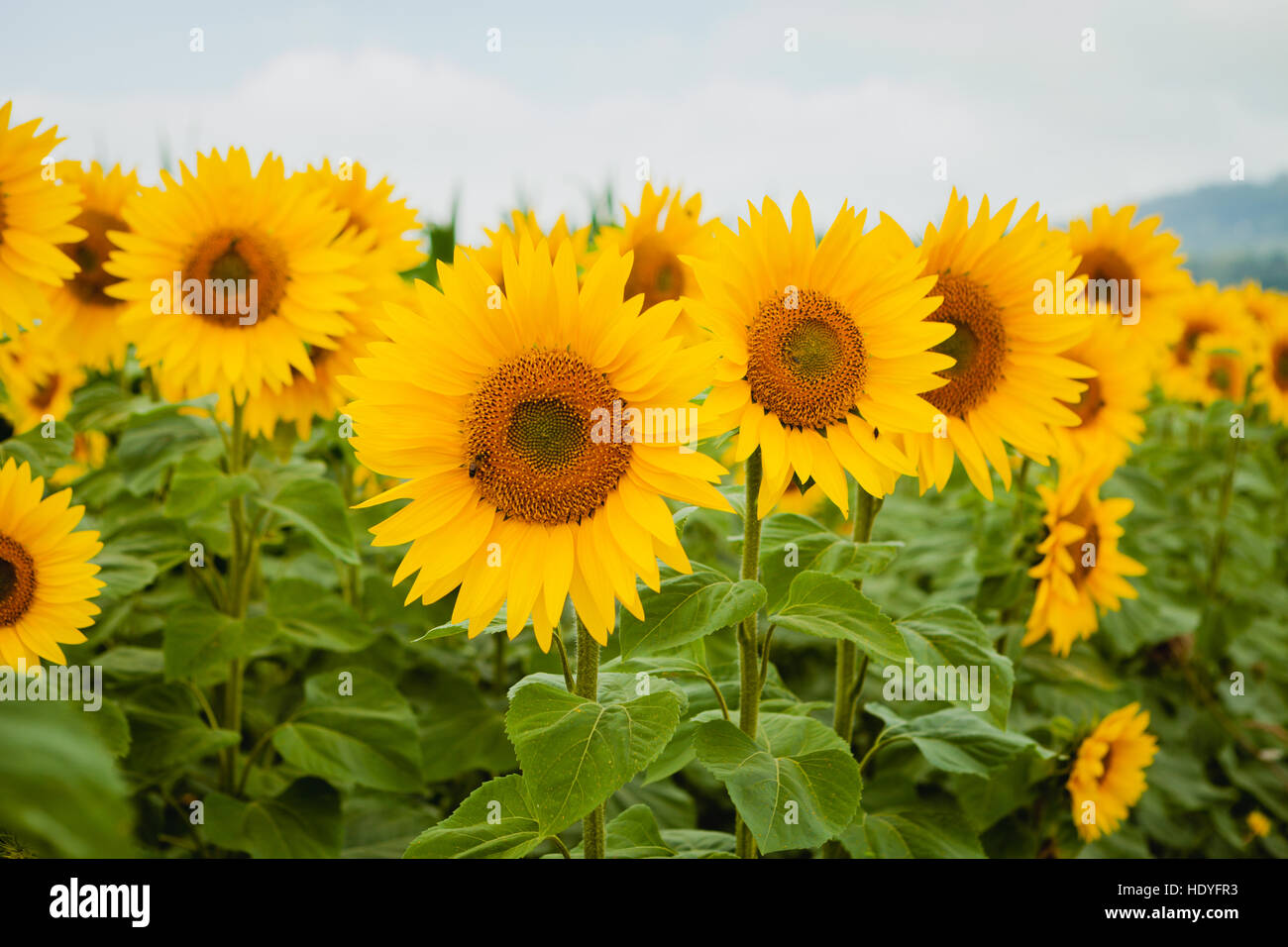 Pretty yellow sunflowers open and looking at the sun Stock Photo - Alamy