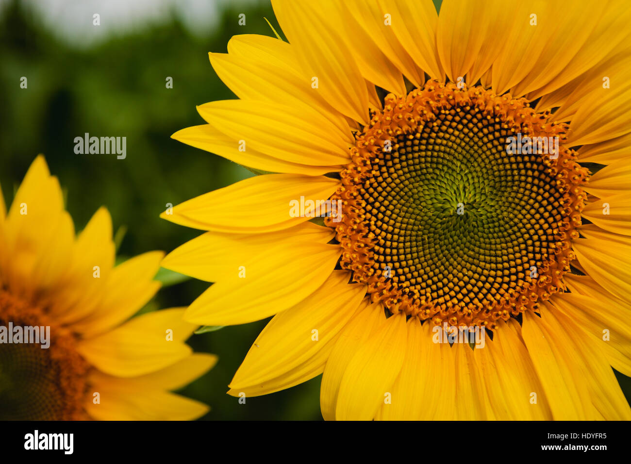 Pretty yellow sunflowers open and looking at the sun Stock Photo - Alamy