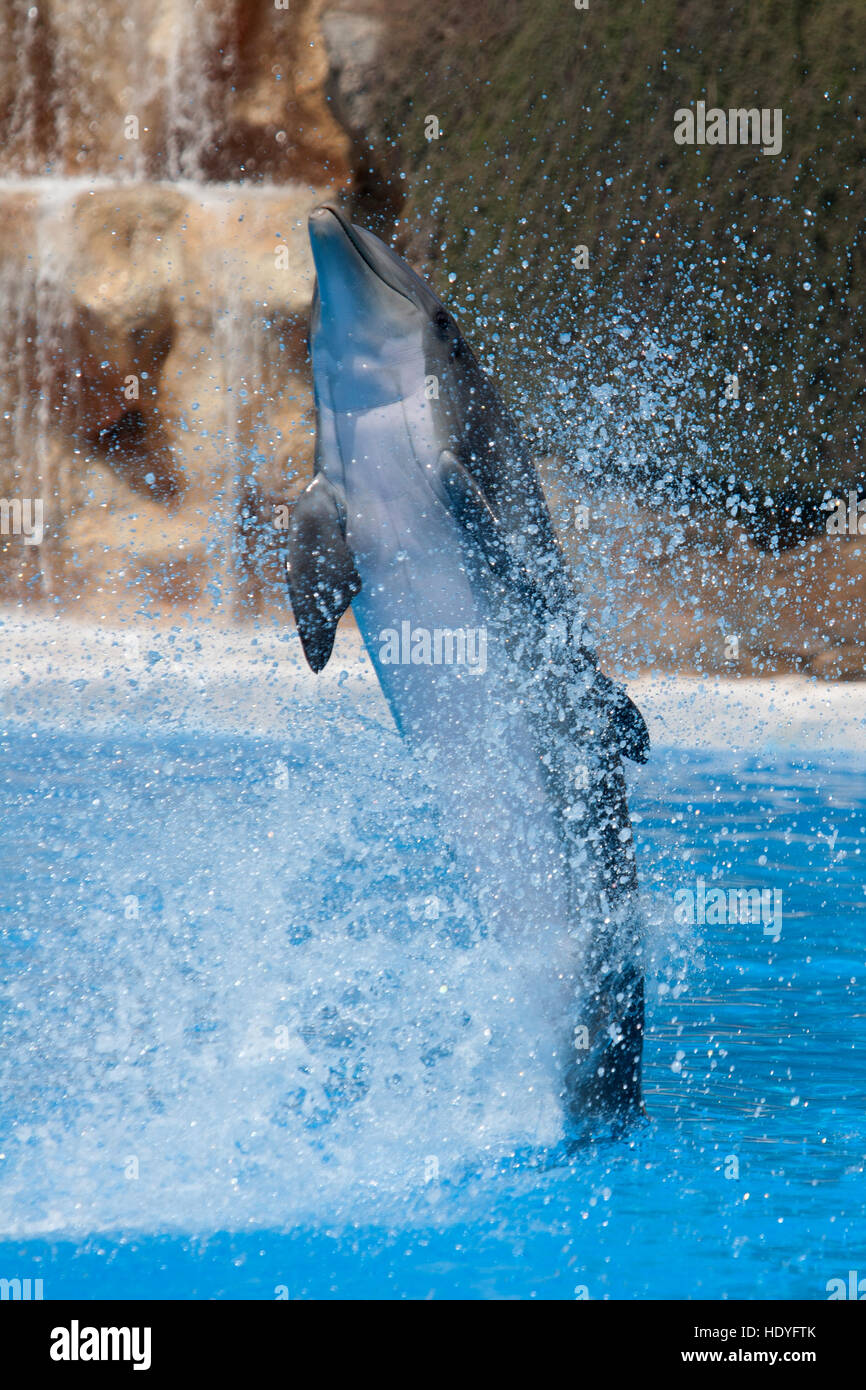 dolphin-funny