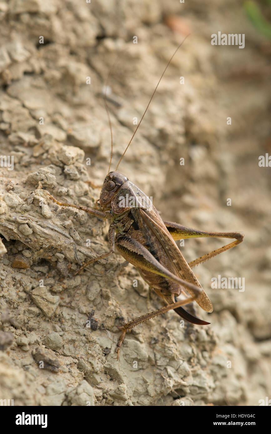 A Grey Bush-cricket at Hordle in Hampshire. Stock Photo