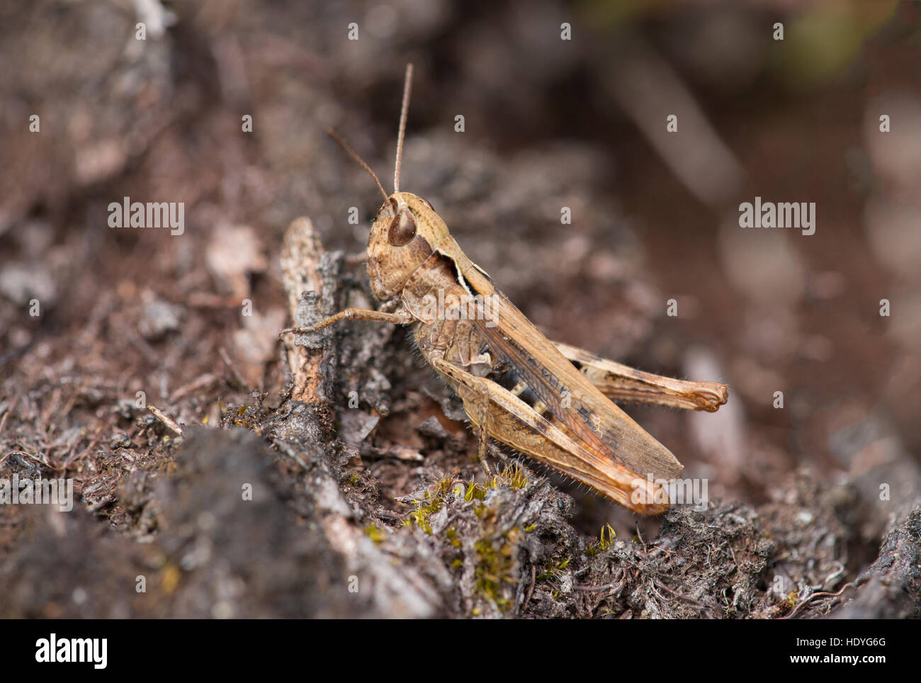 A Heath Grasshopper at Vales Moor in the New Forest. Stock Photo