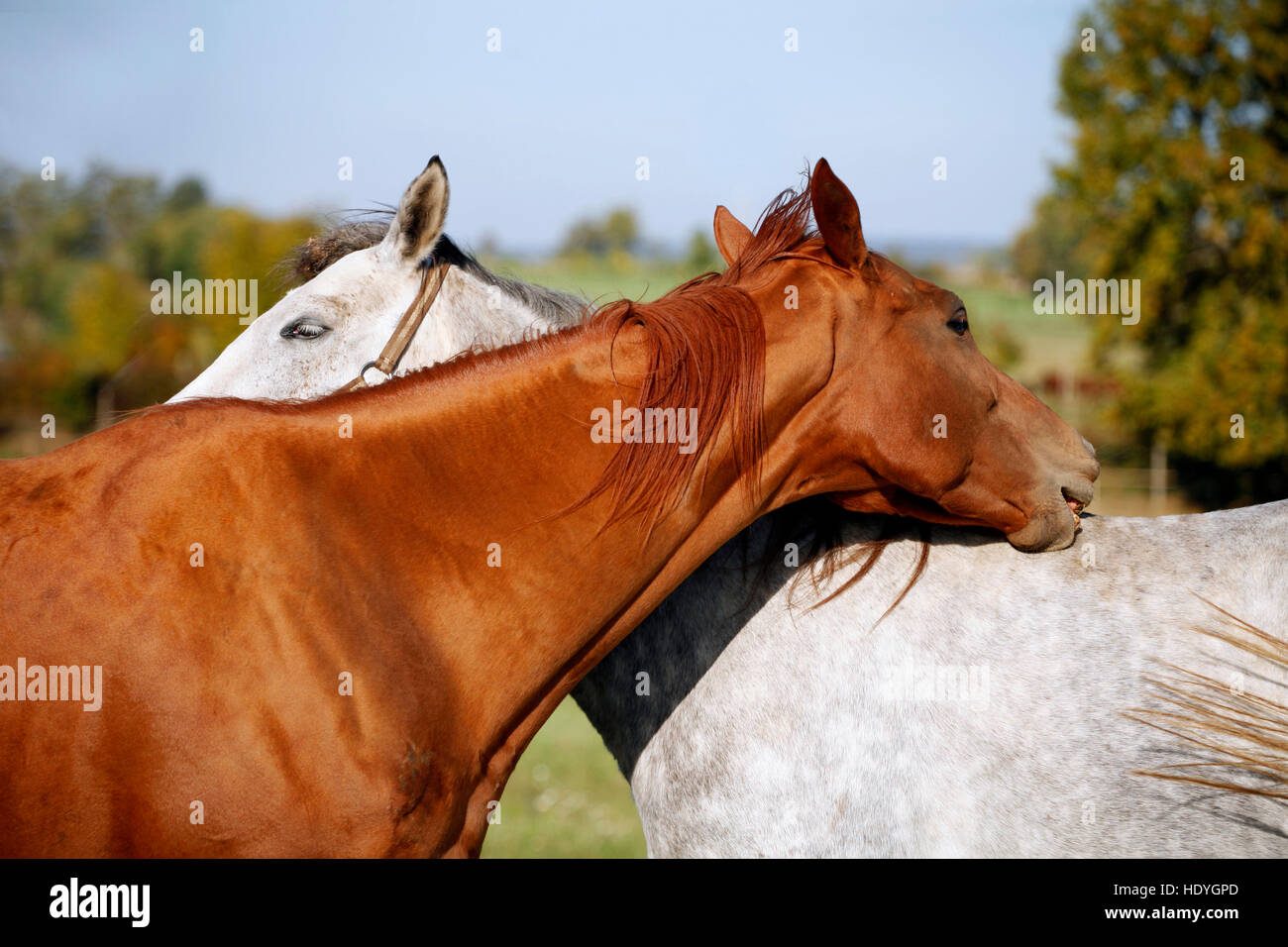 Young horses playing with each other on animal farm summertime Stock