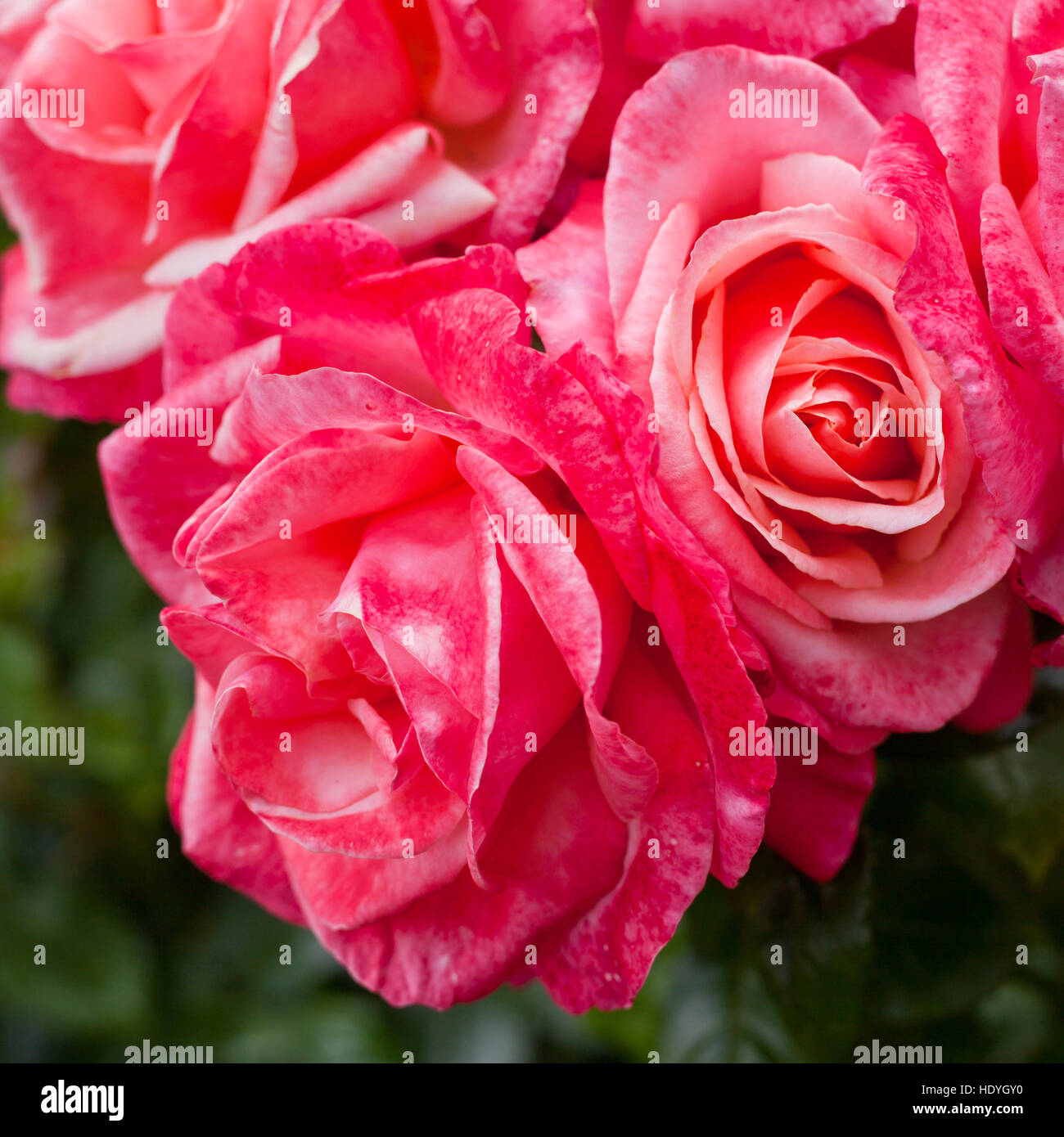 Big fresh pink roses, beautiful natural flowers Stock Photo - Alamy