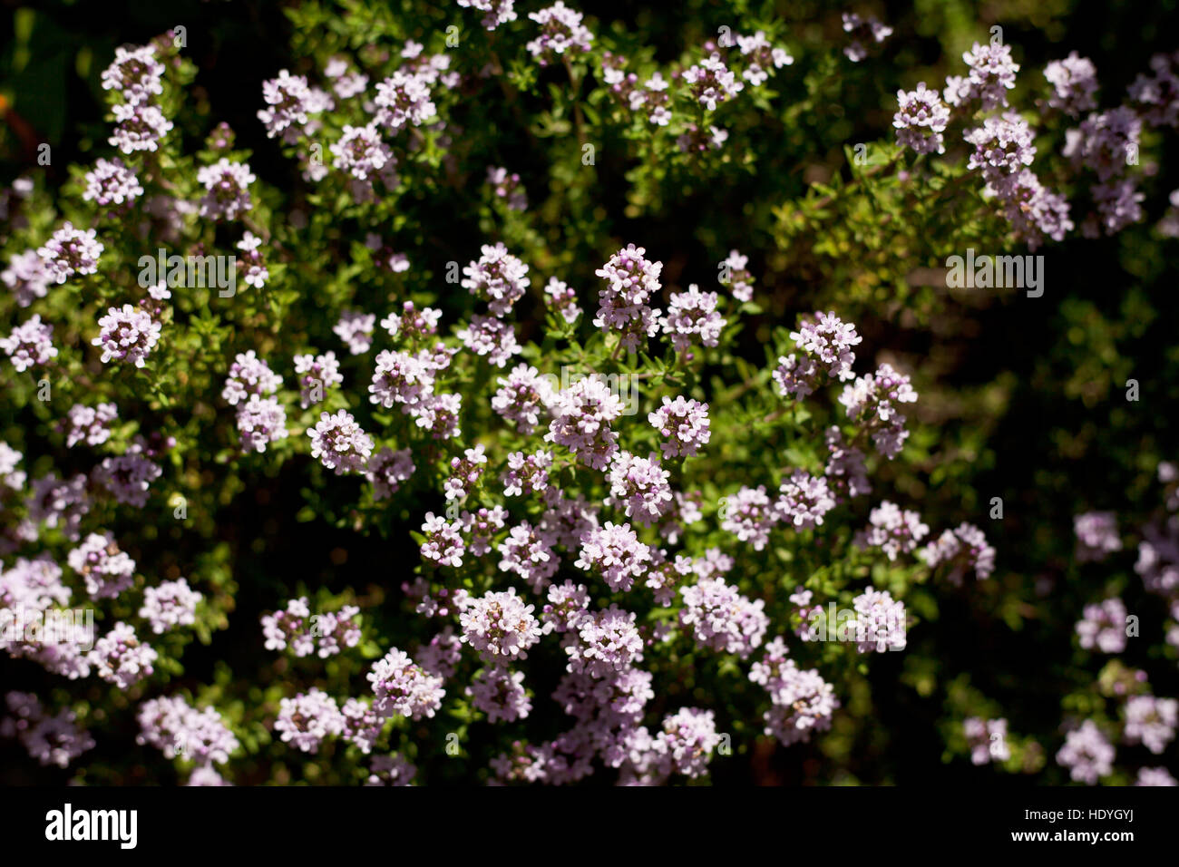 Green and purple Kalamata Greek olives marinated antipasti, European