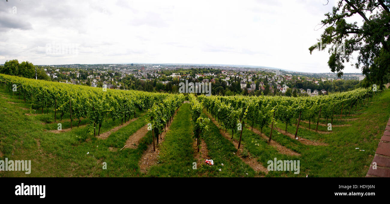 Panorama:  Weinberge auf dem Neroberg, Wiesbaden. Stock Photo