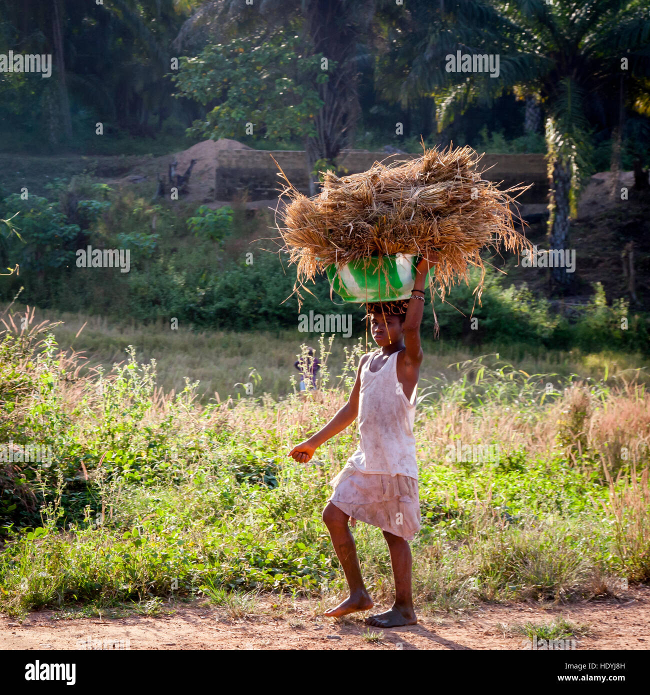African girl carrying rice on her head. Children work in Sierra Leone. For example, they fetch rice from the fields over long distances. Stock Photo
