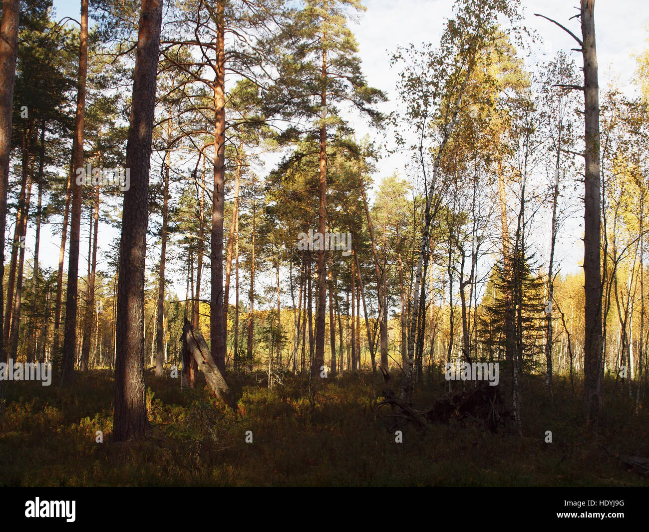 Old autumn forest against the blue sky Stock Photo - Alamy