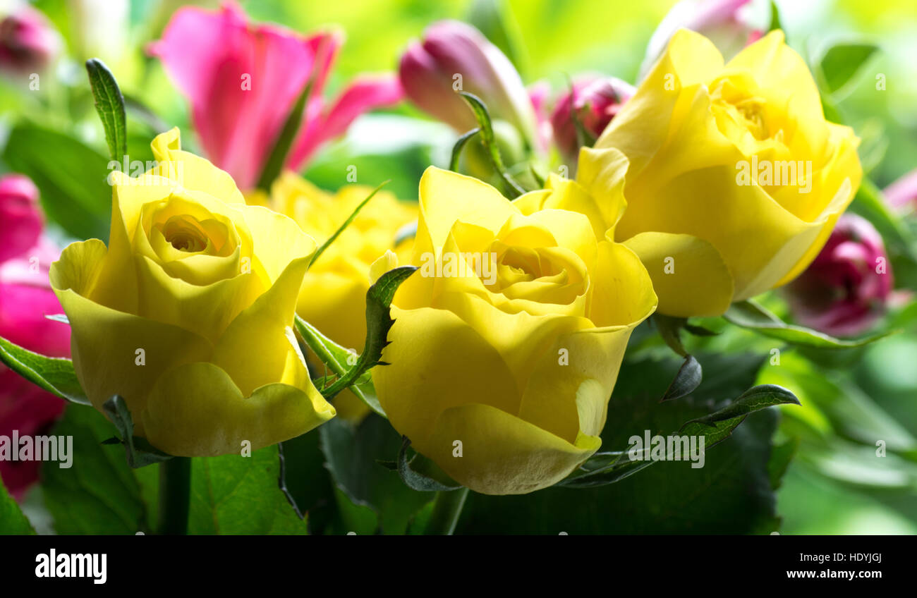 Soft Yellow Roses Stock Photo