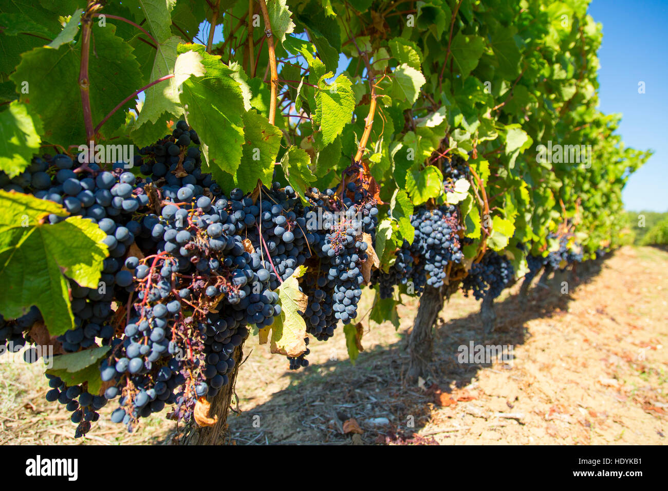 Row of Malbec grapes in Bordeaux vineyard ready for picking in the vendange Stock Photo