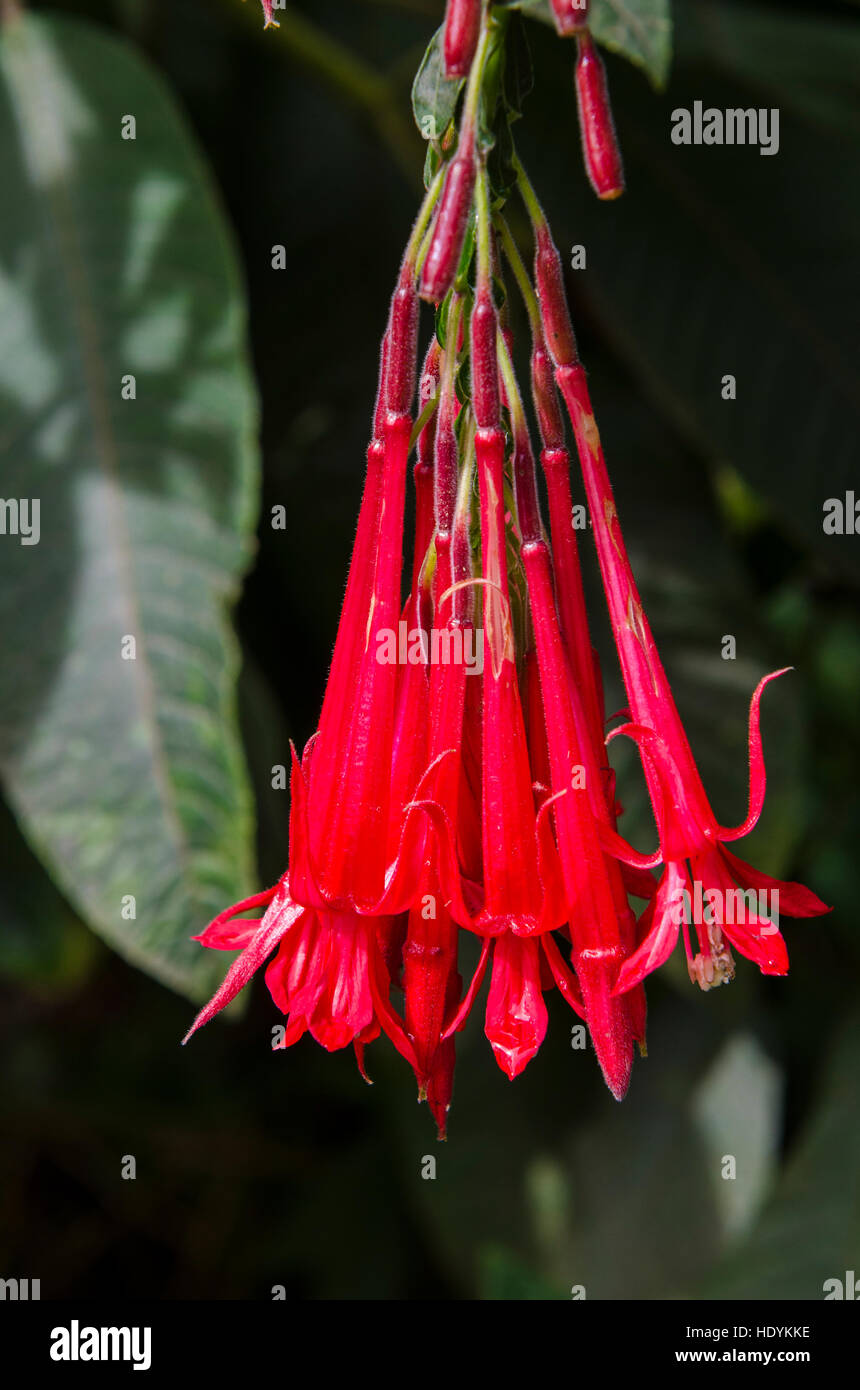 Tropical flowers Napali Coast State Park Kauai, Hawaii Stock Photo Alamy