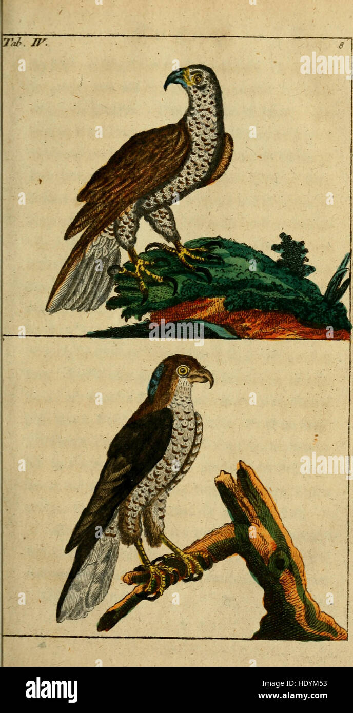 Unterhaltungen aus der Naturgeschichte (1795) Stock Photo
