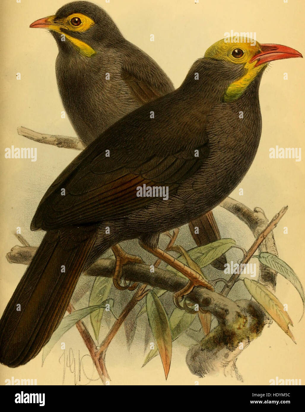 The Ibis (1889) Stock Photo