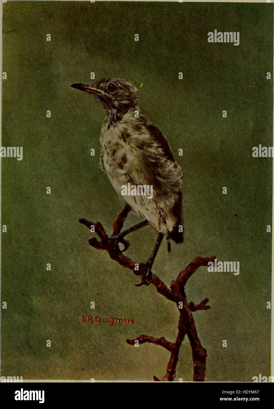 Bob; the story of our mocking bird (1902) Stock Photo