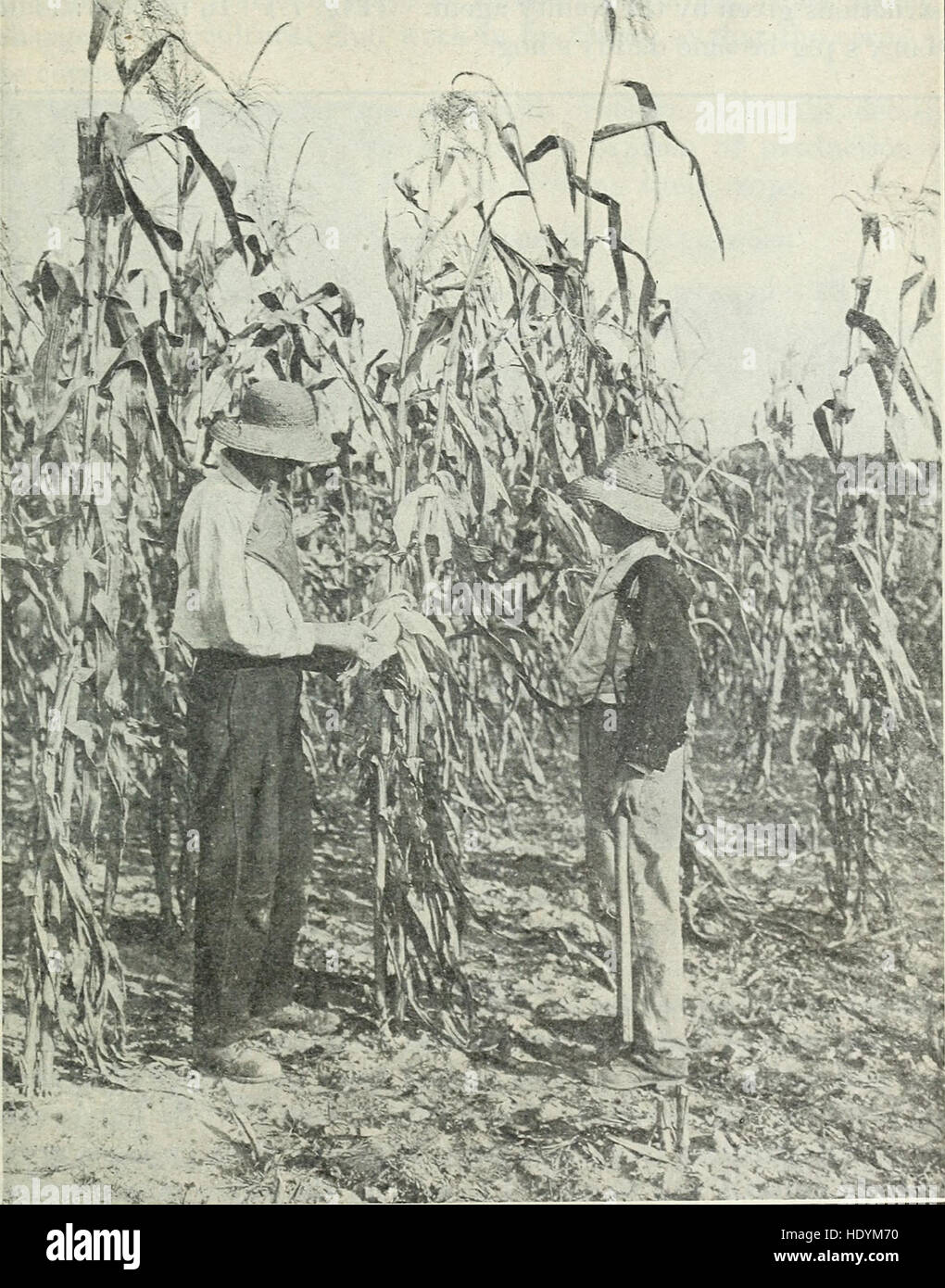 Boys' agricultural club work in the southern states (1919) Stock Photo
