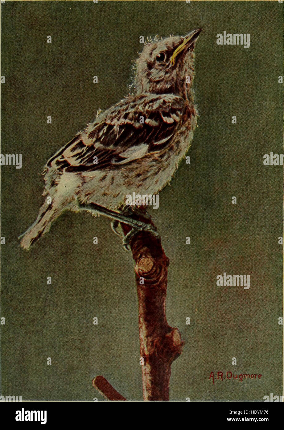Bob; the story of our mocking-bird (1899) Stock Photo