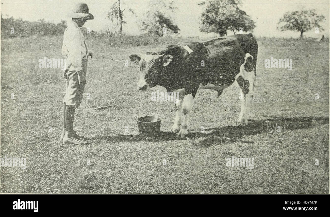 Boys' agricultural club work in the southern states (1919) Stock Photo