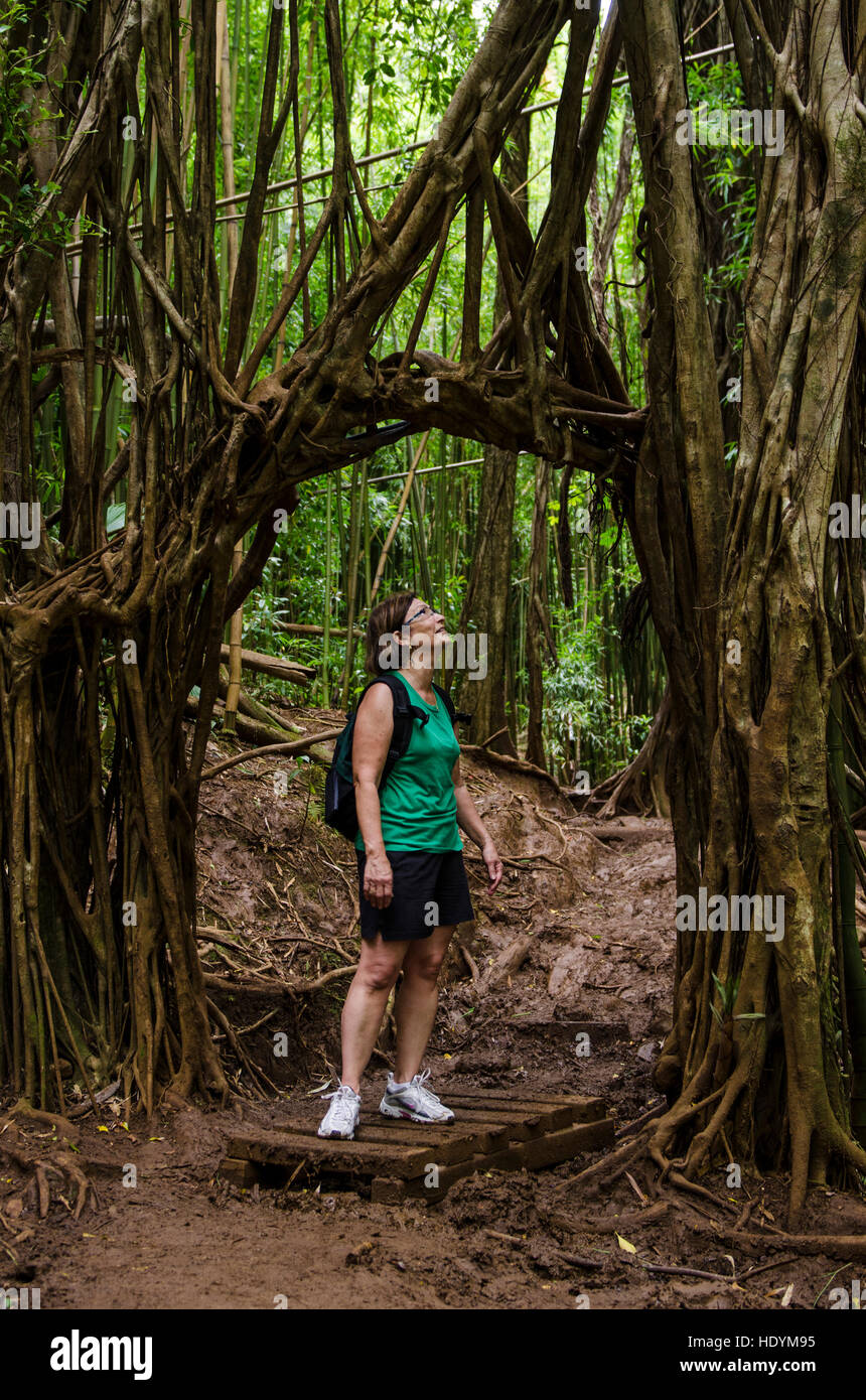 Hiking Manoa Falls Trail, Honolulu, Oahu, Hawaii. (MR) Stock Photo