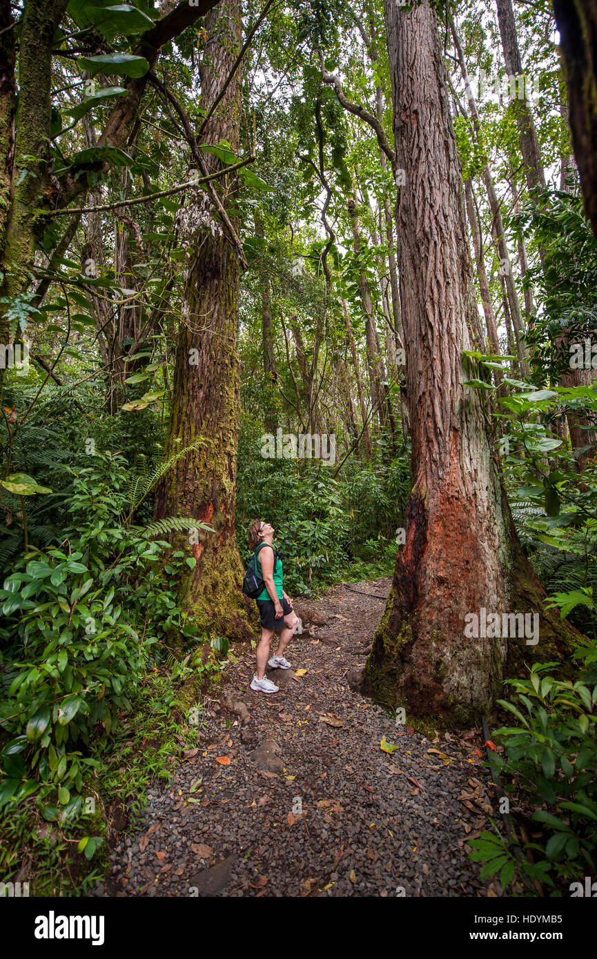 Hiking Manoa Falls Trail, Honolulu, Oahu, Hawaii. (MR) Stock Photo