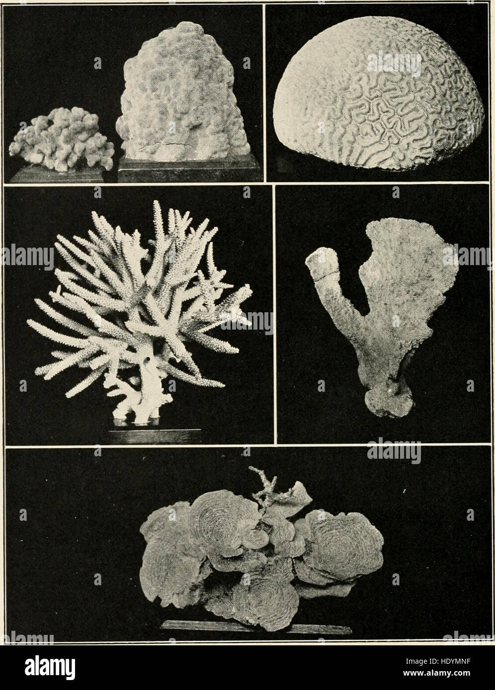 The sea-beach at ebb-tide - a guide to the study of the seaweeds and the lower animal life found between tidemarks (1901) Stock Photo