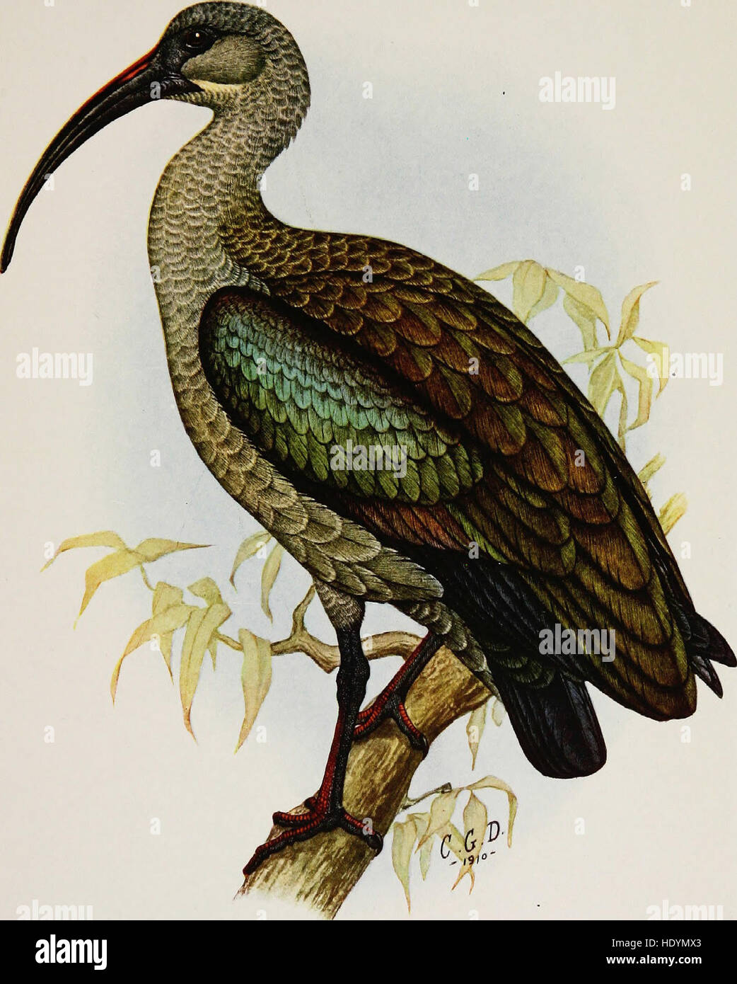The gamebirds and waterfowl of South Africa (1912 Stock Photo Alamy