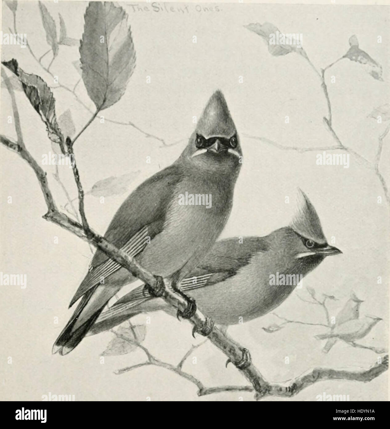 This guide provides a comprehensive overview of common bird species in ...