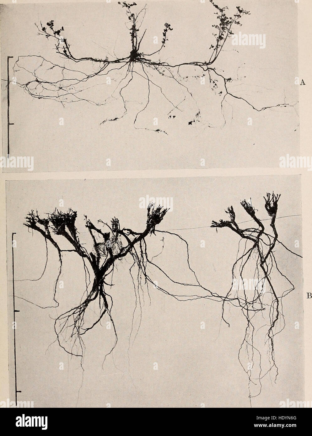'The Ecological Relations of Roots' (1919) explores the role of plant ...