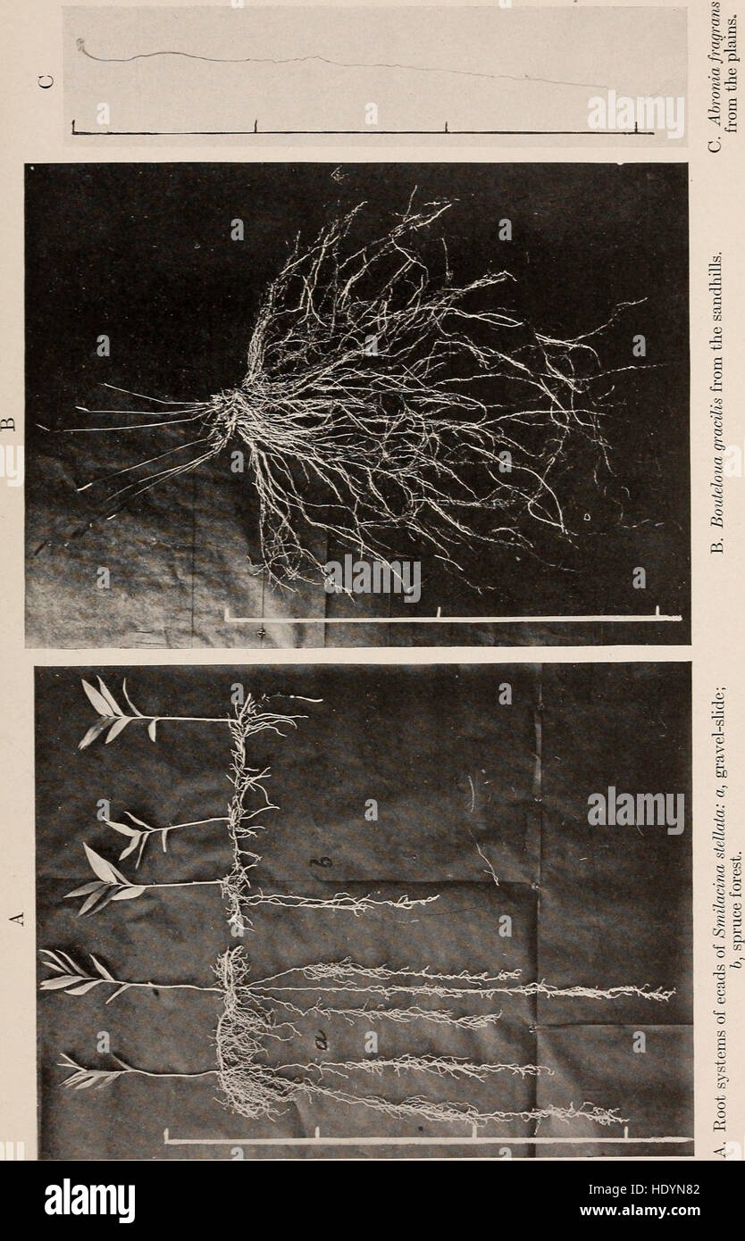 This 1919 study explores the role of plant roots in ecosystems ...