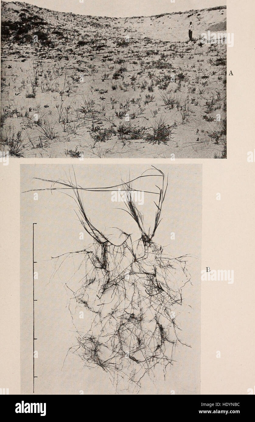 Study examines plant ecology hi-res stock photography and images - Alamy