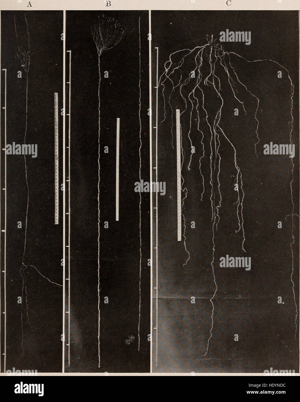 This 1919 study examines the ecological role of plant roots, focusing ...
