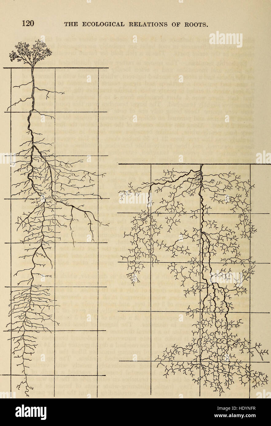 This study explores the ecological role of plant roots, focusing on ...