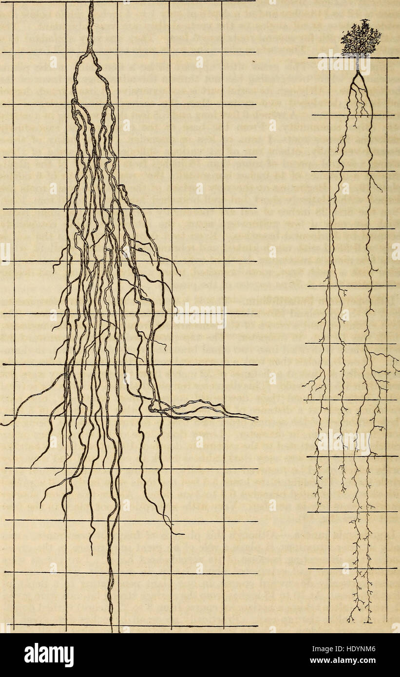 *The Ecological Relations of Roots* (1919) examines the role of plant ...