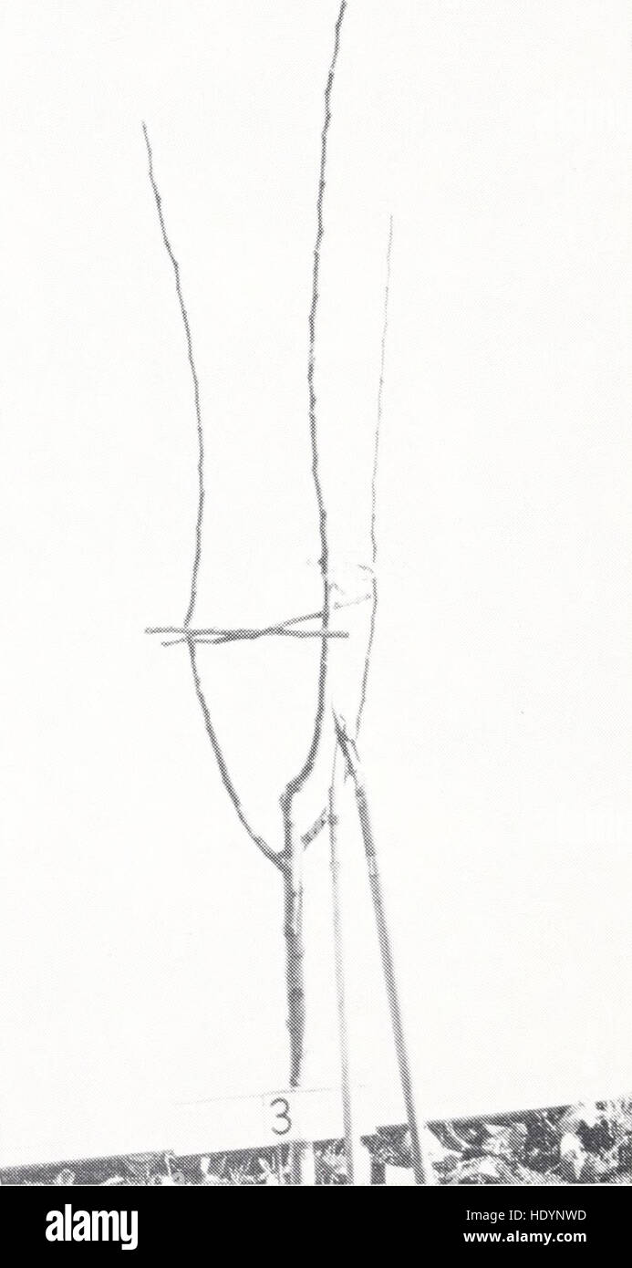 Commercial apple growing in California (1966 Stock Photo Alamy