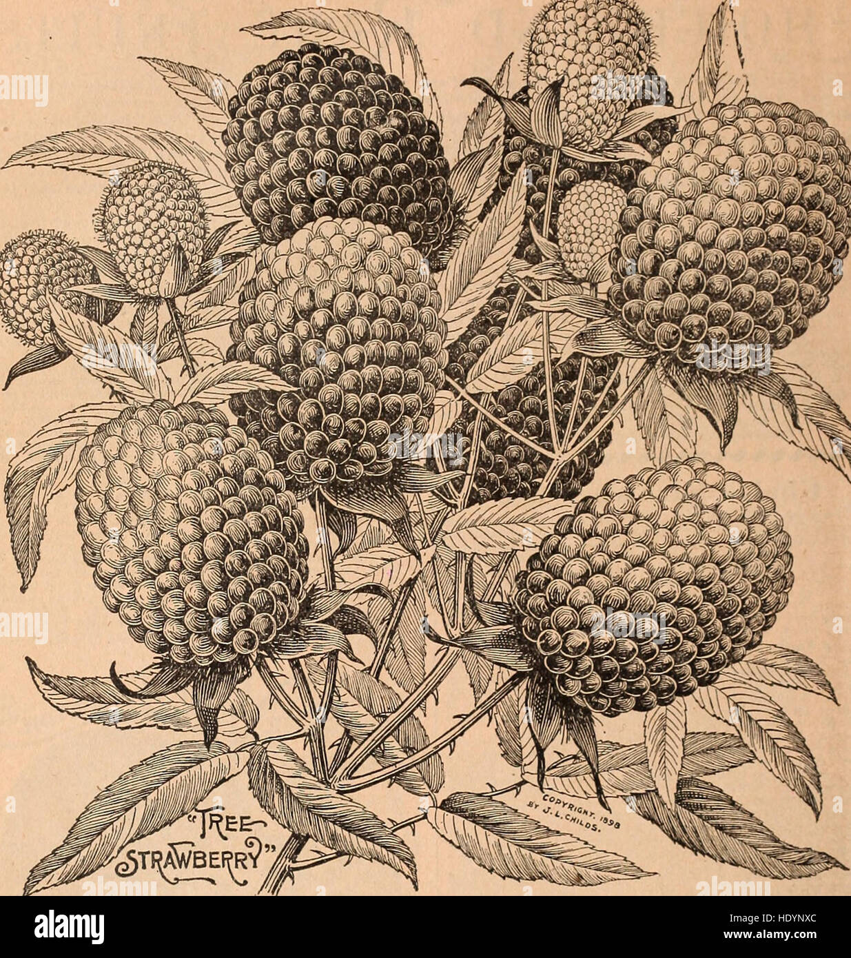 This catalog celebrates the 25th anniversary of Childs' offerings of