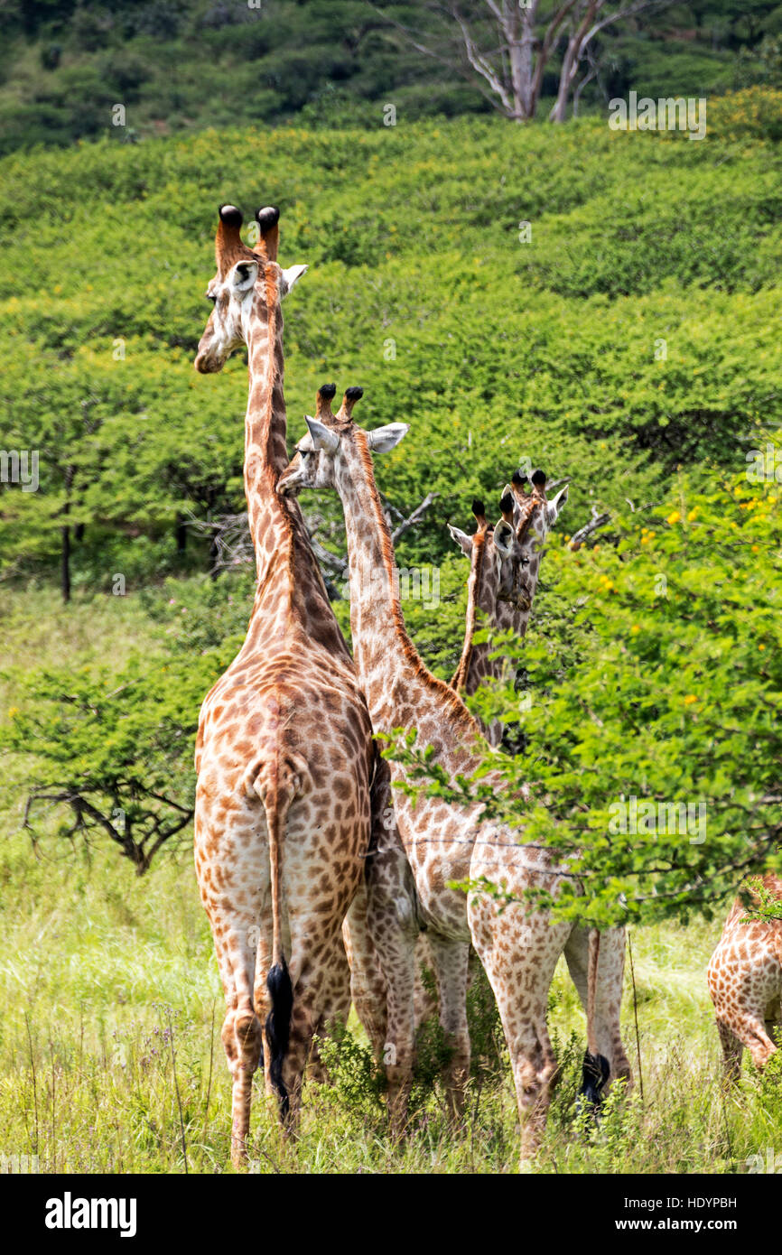 Green giraffes hi-res stock photography and images - Alamy