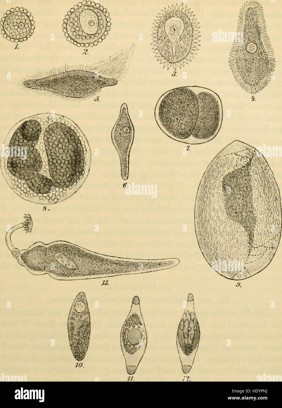 Die mikroorganismen. Mit besonderer berC3BCcksichtigung der C3A4tiologie der infektionskrankheiten (1896) Stock Photo