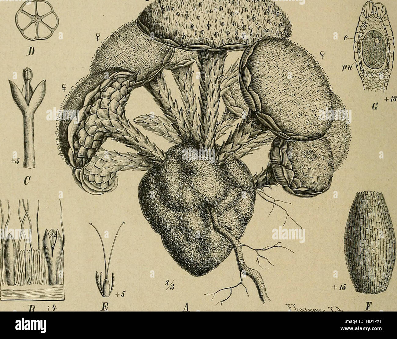 'Die Natürlichen Pflanzenfamilien' (1887-1909) is a German botanical work that presents the natural plant families, their genera, and key species, with a focus on useful plants. It serves as a comprehensive reference for plant classification. Stock Photo