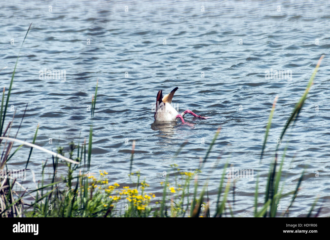Wild duck dipping head into water searching for food in lake Stock