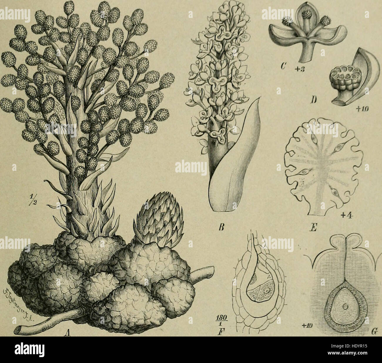 'Die Natürlichen Pflanzenfamilien' (1887-1909) is a comprehensive botanical work detailing plant families, their genera, and important species, with a special focus on useful plants and their classifications in natural history. Stock Photo