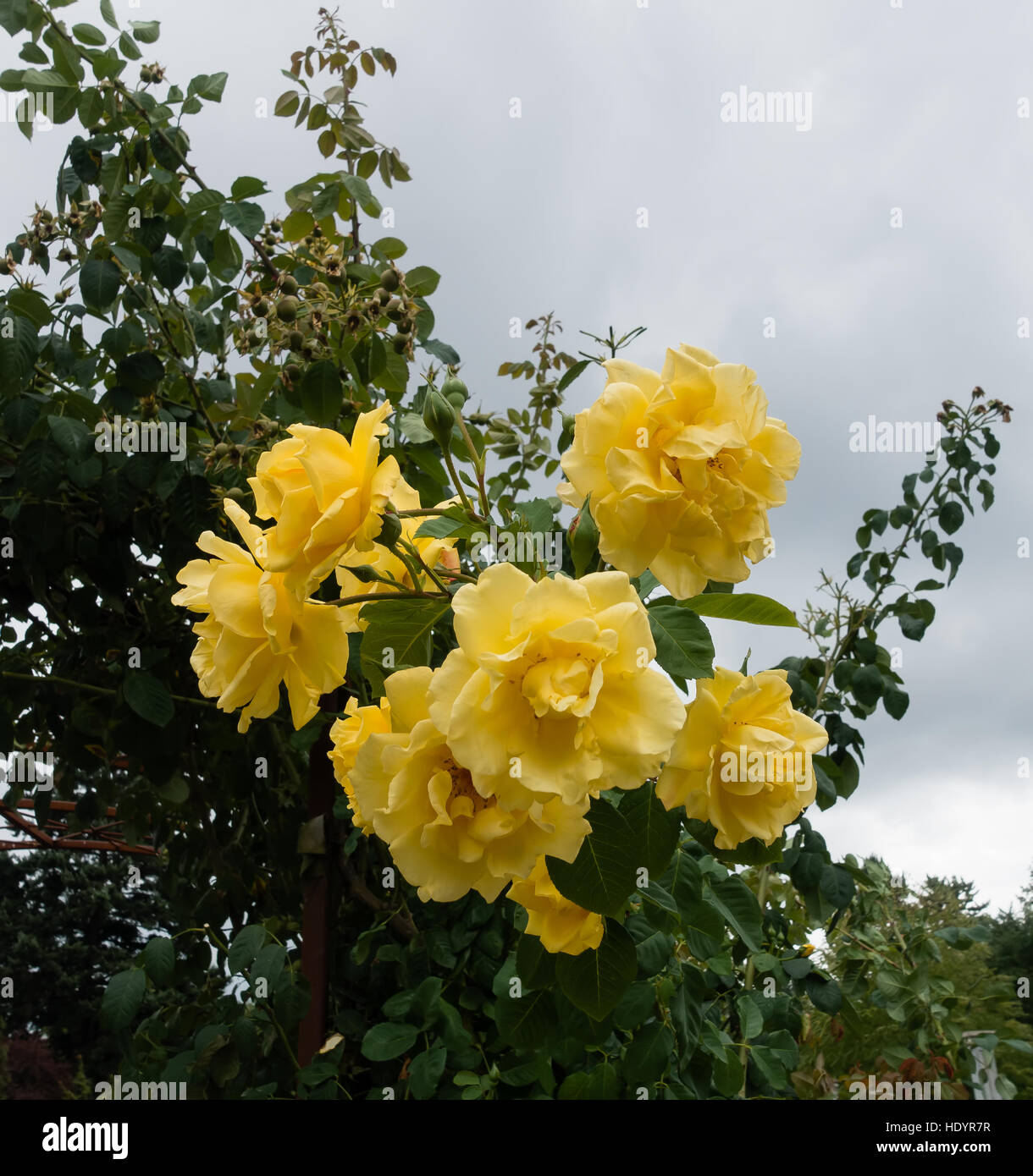 A view of a bunch of yellow roses with a gray sky in the background. Stock Photo