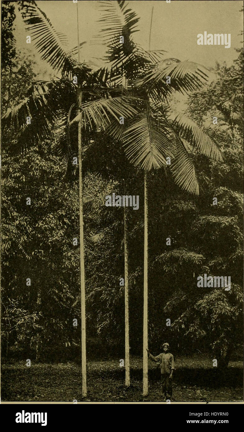 Journal of the Bombay Natural History Society (1913 Stock Photo Alamy
