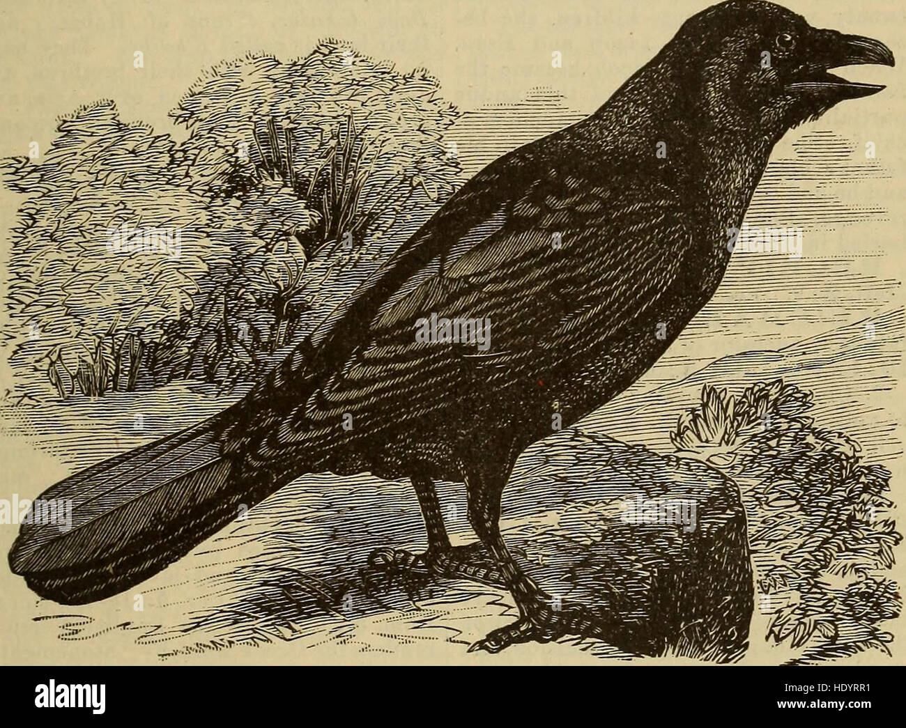 This comprehensive dictionary, published in 1887, provides detailed ...