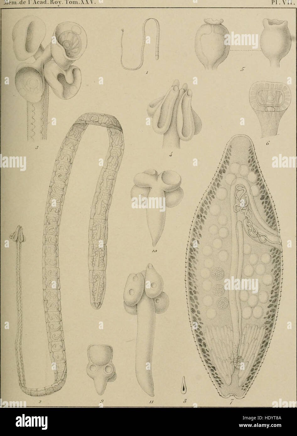 This 1850 study focuses on the coastal fauna of Belgium, specifically examining cestode worms. It provides detailed observations on these parasitic organisms found in marine environments, contributing to the understanding of coastal ecosystems and marine biology in the 19th century. Stock Photo
