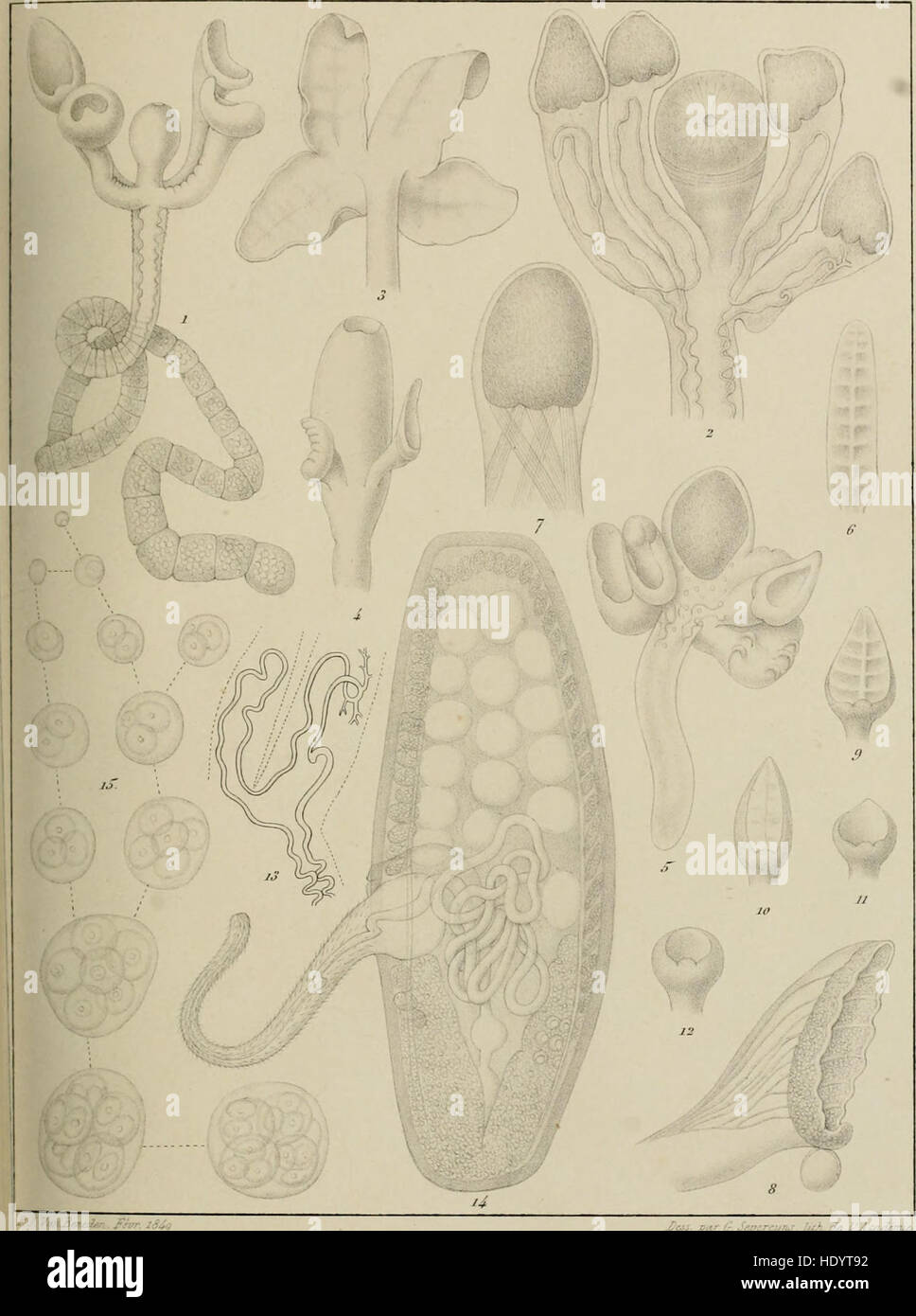 This study focuses on the coastal fauna of Belgium, specifically examining cestode worms, contributing to the broader understanding of marine life in Belgian waters during the mid-19th century. Stock Photo