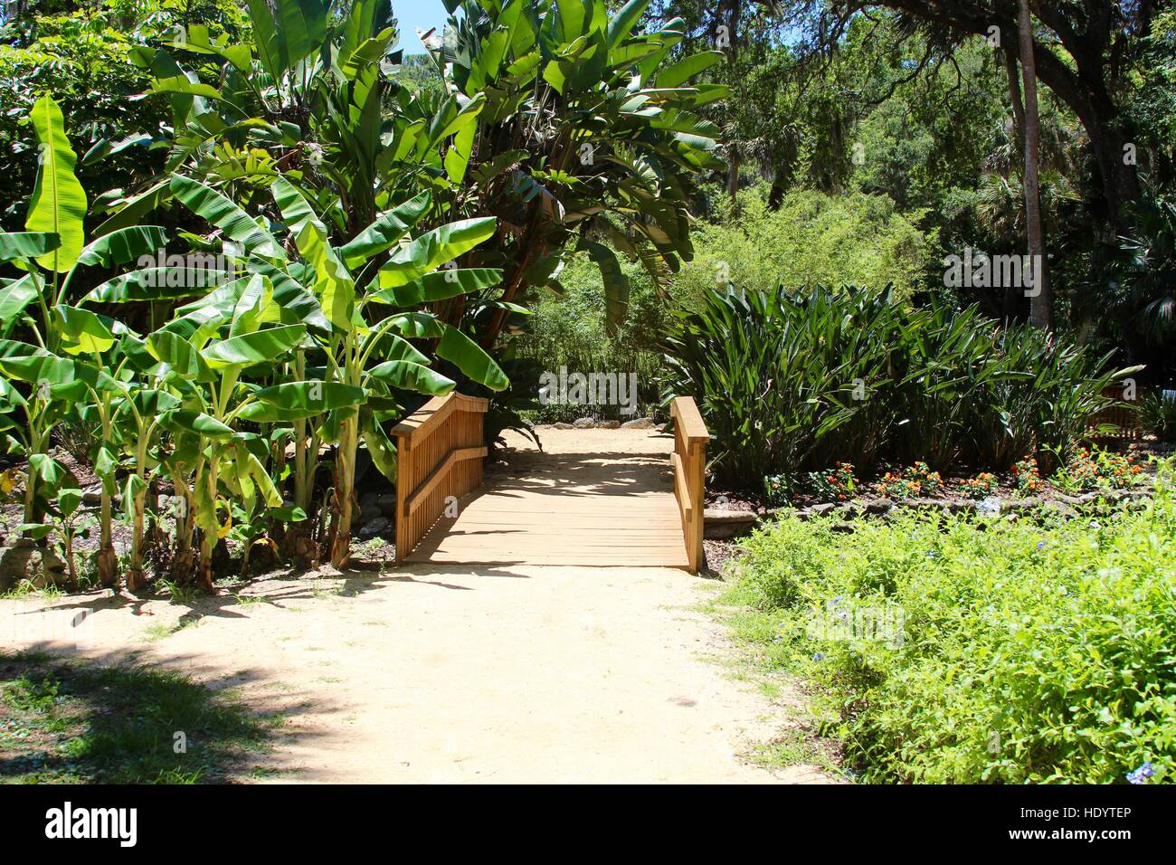 Walkway into a tropical forest. Stock Photo