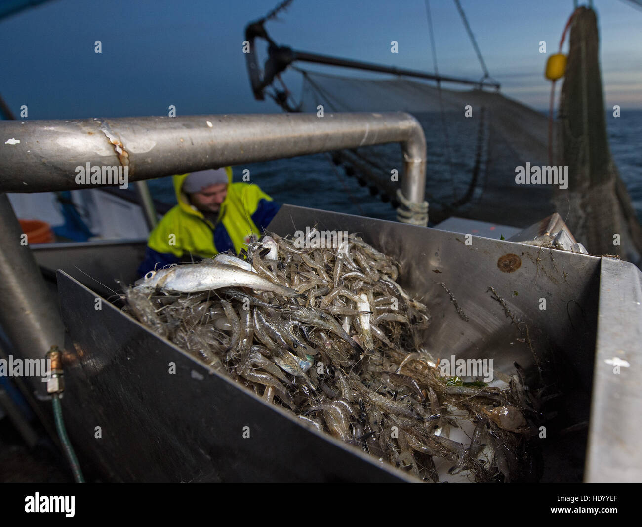 Fisherman Kevin Voss runs the catch through the sorting machine, to filter out the bycatch, on the shrimp boat Nixe II in the North Sea off Dorum-Neufeld, Germany, 24 November 2016. Photo: Ingo Wagner/dpa Stock Photo