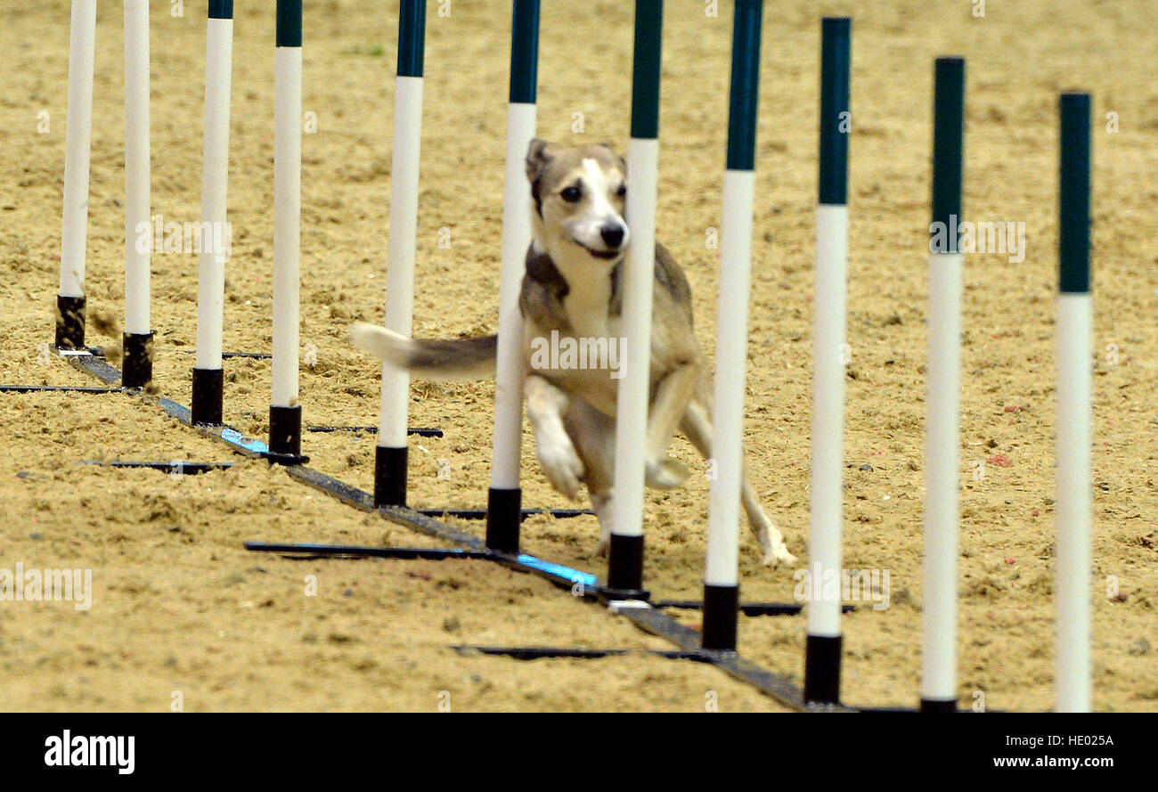agility at olympia